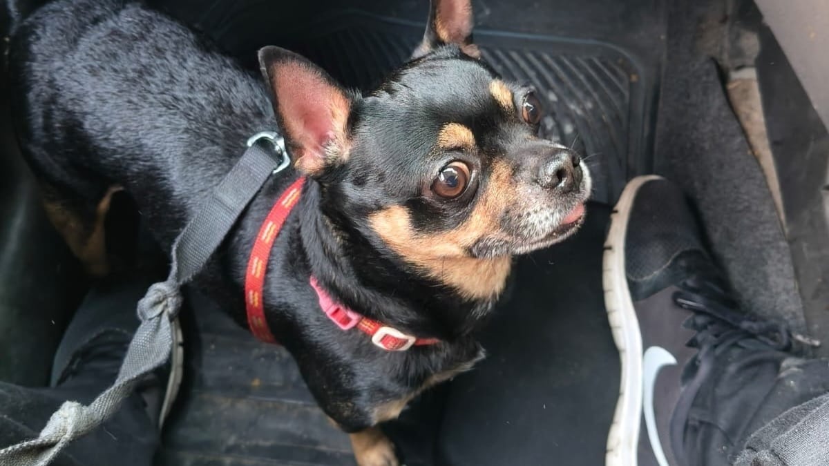 Illustration : "Se voyant proposer un petit chien tremblant contre une poignée d'euros, elle accepte pour le sauver et apprend qu'on le cherchait désespérément "