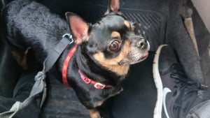 Illustration : Se voyant proposer un petit chien tremblant contre une poign&eacute;e d'euros, elle accepte pour le sauver et apprend qu'on le cherchait d&eacute;sesp&eacute;r&eacute;ment 