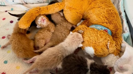 Illustration : D&eacute;termin&eacute;e &agrave; sauver la vie de 6 chatons orphelins et &acirc;g&eacute;s de 4 jours, une b&eacute;n&eacute;vole devient leur maman de substitution