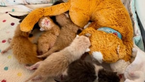 Illustration : Déterminée à sauver la vie de 6 chatons orphelins et âgés de 4 jours, une bénévole devient leur maman de substitution