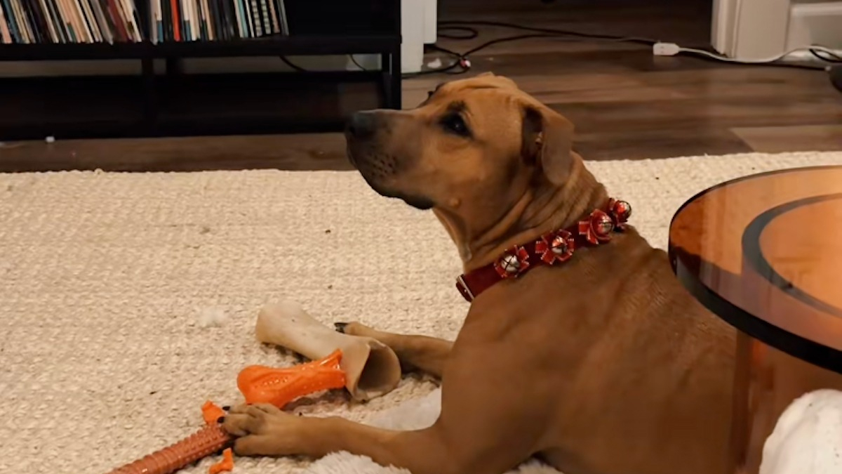 Illustration : "Adoptée dans un refuge, cette chienne est subjuguée par le sapin de Noël qu'elle voit pour la première fois de sa vie (vidéo)"