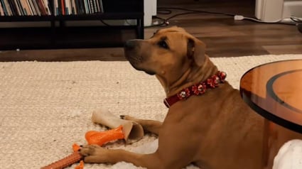 Illustration : Adopt&eacute;e dans un refuge, cette chienne est subjugu&eacute;e par le sapin de No&euml;l qu'elle voit pour la premi&egrave;re fois de sa vie (vid&eacute;o)