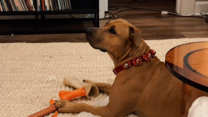 Illustration : Adoptée dans un refuge, cette chienne est subjuguée par le sapin de Noël qu'elle voit pour la première fois de sa vie (vidéo)