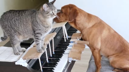 Illustration : &laquo; Ils sont super talentueux &raquo;, un chien et un chat fusionnels apprennent &agrave; jouer du piano (vid&eacute;o)