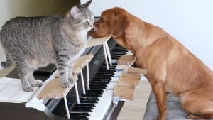 Illustration : « Ils sont super talentueux », un chien et un chat fusionnels apprennent à jouer du piano (vidéo)