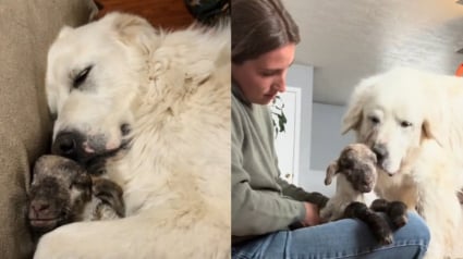 Illustration : S'&eacute;tant pris d'affection pour une agnelle rejet&eacute;e par sa m&egrave;re, ce Patou se donne pour mission de la prot&eacute;ger et l'aider &agrave; grandir (vid&eacute;o)