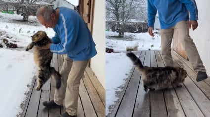 Illustration : Alors que ses adoptants sont tout excit&eacute;s de lui faire d&eacute;couvrir la neige, ce chat Sib&eacute;rien pr&eacute;f&egrave;re retourner &agrave; l'int&eacute;rieur pour profiter du chauffage (vid&eacute;o)