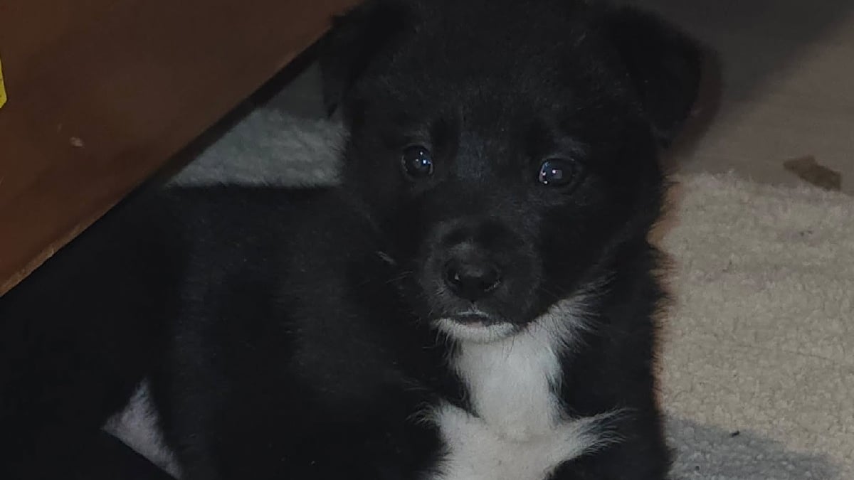 Illustration : "L'unique survivante d'une portée de chiots enterrés s'accroche toujours à la vie malgré ses terribles lésions, le refuge donne de ses nouvelles"