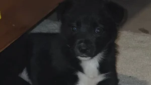 Illustration : "L'unique survivante d'une portée de chiots enterrés s'accroche toujours à la vie malgré ses terribles lésions, le refuge donne de ses nouvelles"