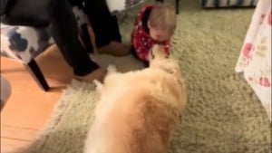 Illustration : Récemment adoptée en refuge, cette chienne rencontre un enfant pour la première fois et ressent le coup de foudre (vidéo)