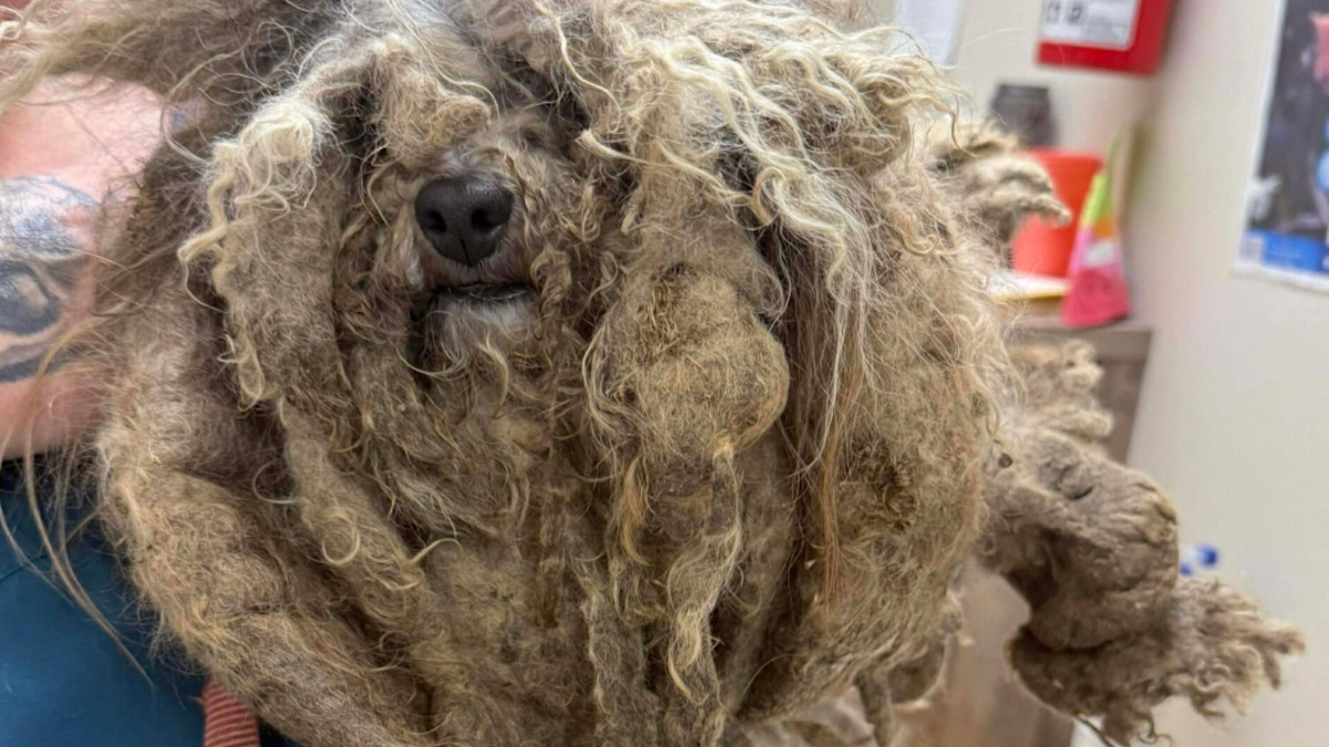 Illustration : "Attachée dans la neige, blessée et isolée, cette chienne au pelage emmêlé à l'extrême profite de sa toute première séance de toilettage"