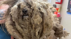 Illustration : "Attachée dans la neige, blessée et isolée, cette chienne au pelage emmêlé à l'extrême profite de sa toute première séance de toilettage"