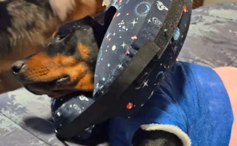 En pleine promenade avec son adoptante, un chien se fait tirer dessus par un inconnu et survit à 5 balles dans le corps