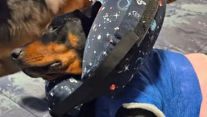 Illustration : En pleine promenade avec son adoptante, un chien se fait tirer dessus par un inconnu et survit &agrave; 5 balles dans le corps