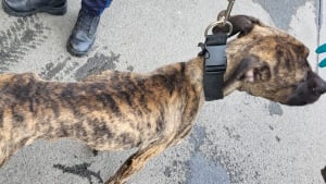 Illustration : Secouru par la police apr&egrave;s un signalement, ce chien squelettique re&ccedil;oit pour la premi&egrave;re fois des soins et de l&rsquo;attention