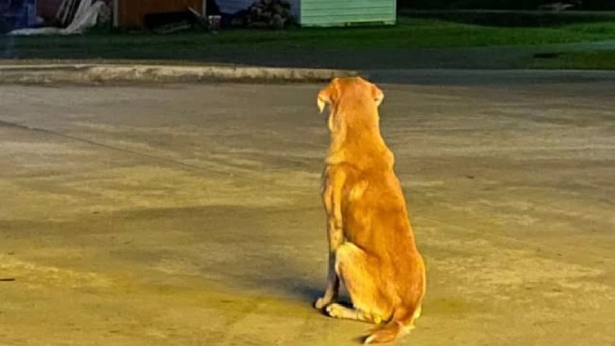 Illustration : "Un chien abandonné attend impuissant le retour de ses maîtres avant que le destin ne finisse par lui sourire"