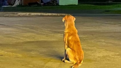 Illustration : Un chien abandonn&eacute; attend impuissant le retour de ses ma&icirc;tres avant que le destin ne finisse par lui sourire