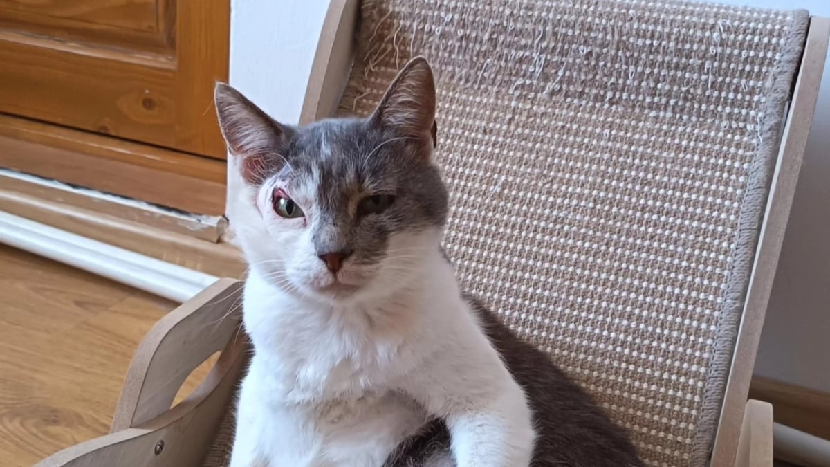 Illustration : "Malgré son expression constamment suspicieuse due à une ancienne blessure, ce chat espère enfin trouver des humains prêts à l’aimer"