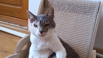 Illustration : Malgr&eacute; son expression constamment suspicieuse due &agrave; une ancienne blessure, ce chat esp&egrave;re enfin trouver des humains pr&ecirc;ts &agrave; l&rsquo;aimer