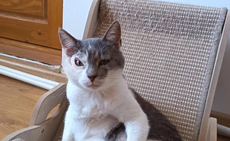 Malgré son expression constamment suspicieuse due à une ancienne blessure, ce chat espère enfin trouver des humains prêts à l’aimer