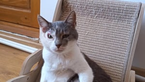 Illustration : Malgré son expression constamment suspicieuse due à une ancienne blessure, ce chat espère enfin trouver des humains prêts à l’aimer