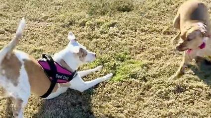 Illustration : Une chienne sourde, s&eacute;par&eacute;e de sa fille depuis des ann&eacute;es, retrouve enfin son chiot gr&acirc;ce &agrave; un test ADN (vid&eacute;o)