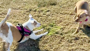 Illustration : Une chienne sourde, séparée de sa fille depuis des années, retrouve enfin son chiot grâce à un test ADN (vidéo)