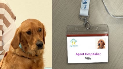 Illustration : "Cr&eacute;er un environnement plus serein et bienveillant", ce Golden Retriever entame officiellement sa mission aupr&egrave;s d'enfants victimes de violences