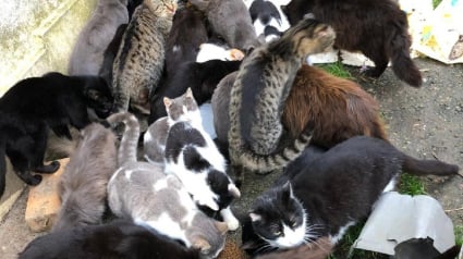 Illustration : Une dame en difficult&eacute; d&eacute;tenait plus de 100 chats, des b&eacute;n&eacute;voles lancent une importante op&eacute;ration pour leur offrir des conditions de vie meilleures