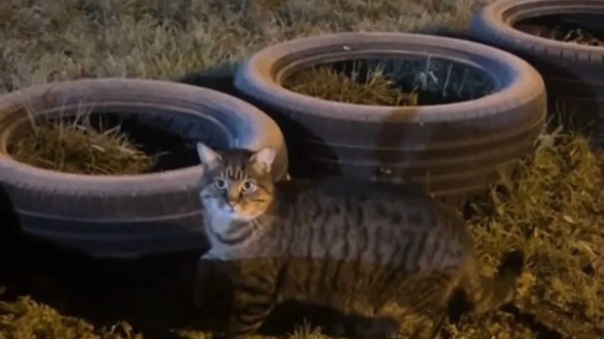 Illustration : "Pensant avoir affaire à une chatte errante s'aventurant dans sa ferme, elle reconnaît un visage familier qu'elle n'a pas vu depuis 7 ans (vidéo)"