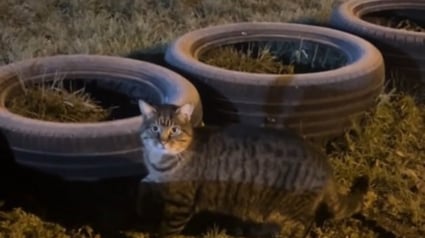 Illustration : Pensant avoir affaire &agrave; une chatte errante s'aventurant dans sa ferme, elle reconna&icirc;t un visage familier qu'elle n'a pas vu depuis 7 ans (vid&eacute;o)