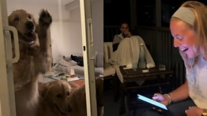 Illustration : Accidentellement enferm&eacute;e dehors par ses Golden Retrievers, une famille attend 2 heures avant d'&ecirc;tre secourue (vid&eacute;o)