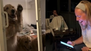 Illustration : Accidentellement enfermée dehors par ses Golden Retrievers, une famille attend 2 heures avant d'être secourue (vidéo)