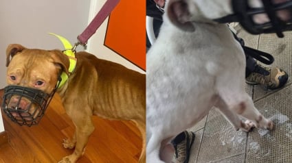 Illustration : Laissés sans soins ni nourriture par leurs propriétaires partis en vacances, 2 chiens faméliques remontent la pente et obtiennent justice