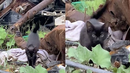 Illustration : Déterminé à quitter le tas de déchets où il a été abandonné, ce chaton se précipite vers des bénévoles en miaulant de toutes ses forces (vidéo)