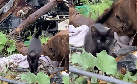 Déterminé à quitter le tas de déchets où il a été abandonné, ce chaton se précipite vers des bénévoles en miaulant de toutes ses forces (vidéo)