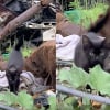 Illustration : Déterminé à quitter le tas de déchets où il a été abandonné, ce chaton se précipite vers des bénévoles en miaulant de toutes ses forces (vidéo)