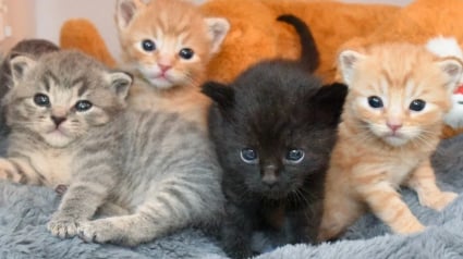 Illustration : Un chaton de 2 semaines s'extrait d'un seau d'eau et sauve ses compagnons de port&eacute;e transis de froid (vid&eacute;o)