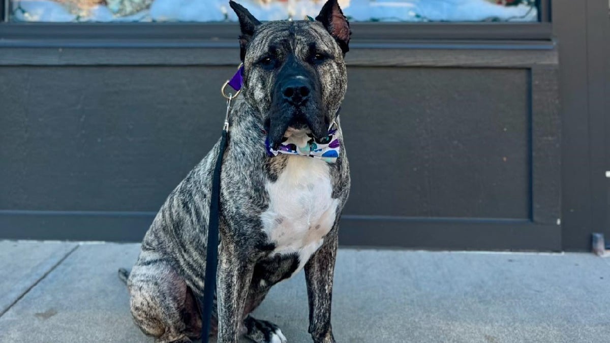 Illustration : "5 ans après son sauvetage inespéré et ayant inspiré une loi, ce chien revenu de loin sera à l'honneur sur grand écran"