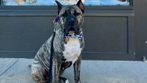 Illustration : 5 ans après son sauvetage inespéré et ayant inspiré une loi, ce chien revenu de loin sera à l'honneur sur grand écran