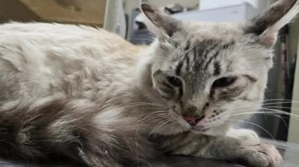 Illustration : Un chat perdu &agrave; 8 heures de chez lui bondit vers le t&eacute;l&eacute;phone en reconnaissant la voix de sa propri&eacute;taire