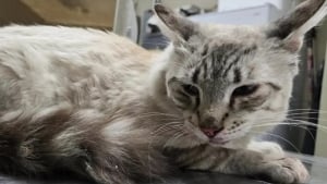 Illustration : Un chat perdu à 8 heures de chez lui bondit vers le téléphone en reconnaissant la voix de sa propriétaire