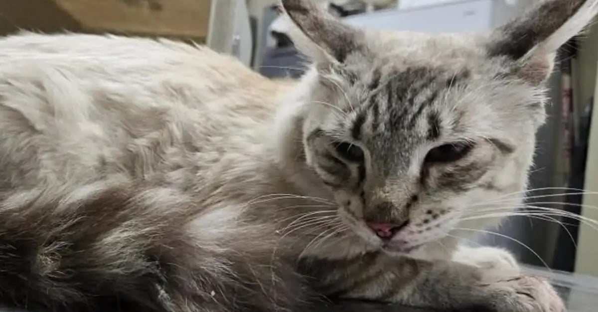 un-chat-perdu-a-8-heures-de-