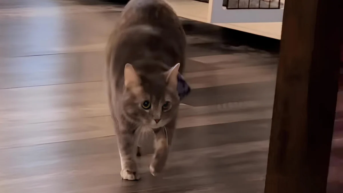 Illustration : "En rentrant d’un rendez-vous, un couple panique en voyant leur chatte boiter et découvre finalement la vérité chez le vétérinaire (vidéo)"