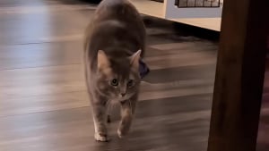 Illustration : En rentrant d’un rendez-vous, un couple panique en voyant leur chatte boiter et découvre finalement la vérité chez le vétérinaire (vidéo)