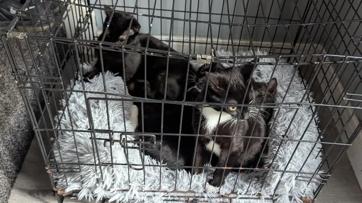 Illustration : "Une promeneuse voit le conducteur d'une fourgonnette déposer une cage dans la rue, ce qu'elle découvre à l'intérieur la pousse à agir sans hésiter"