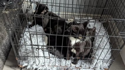 Illustration : Une promeneuse voit le conducteur d'une fourgonnette d&eacute;poser une cage dans la rue, ce qu'elle d&eacute;couvre &agrave; l'int&eacute;rieur la pousse &agrave; agir sans h&eacute;siter