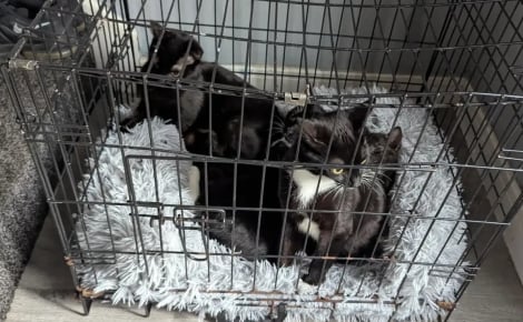 Une promeneuse voit le conducteur d'une fourgonnette déposer une cage dans la rue, ce qu'elle découvre à l'intérieur la pousse à agir sans hésiter