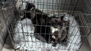 Illustration : "Une promeneuse voit le conducteur d'une fourgonnette déposer une cage dans la rue, ce qu'elle découvre à l'intérieur la pousse à agir sans hésiter"