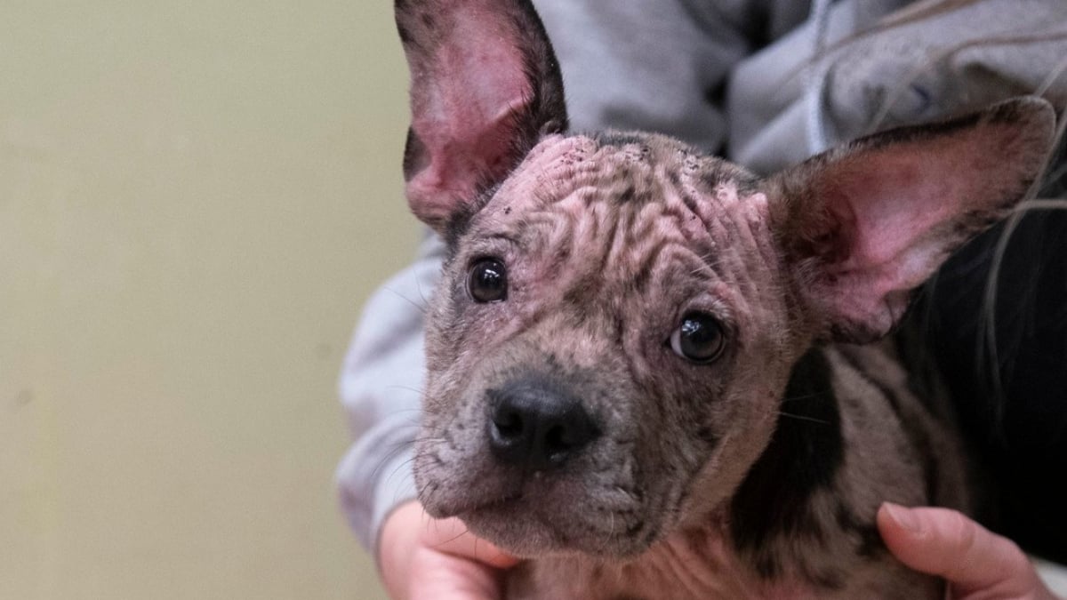 Illustration : "Sauvé de la négligence, un chiot à la peau rose et craquelée retrouve santé et bonheur grâce au dévouement de sauveteurs"